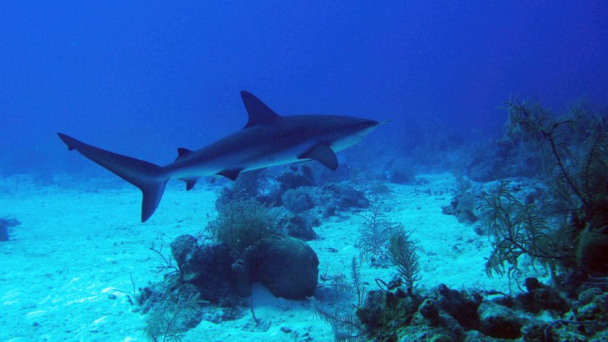 PADI Advanced Open Water - Requin des récifs